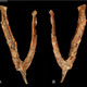 The wishbone